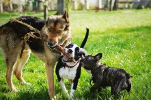 Deutscher Schäferhund, American Staffordshire Terrier und französische Bulldogge spielen freundlich zusammen mit einem Stock.